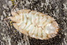 Porcellio scaber Latreille, 1804