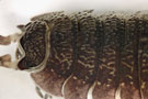 Porcellio scaber Latreille, 1804